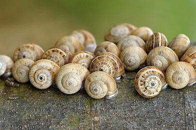 英国实体周榜：春季游戏没人打得过《生化4重制》